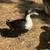 Ducks 7 thumbnail