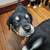 Labernese 1 thumbnail