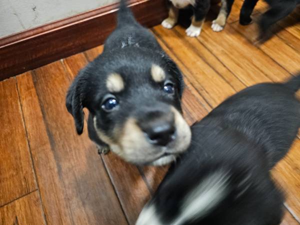 Labernese 1
