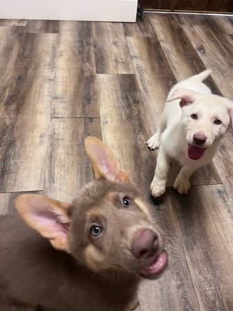 Female akc isabella and tan (Fort Oglethorpe)