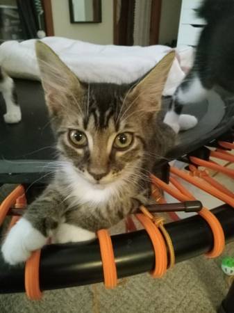 Gatitos necesitan reubicación/actualizado el 10 de agosto (Chipley, FL)63382965440259120