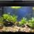 10 gal. Aquarium fish tank & stand, fully cycled + freshwater plants 3 thumbnail
