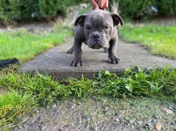 Rehoming, small adoption fee (Portland)63958422921475120