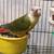 Green Cheek Conures 4 thumbnail