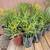 Cactus and succulents at wholesale 2 thumbnail