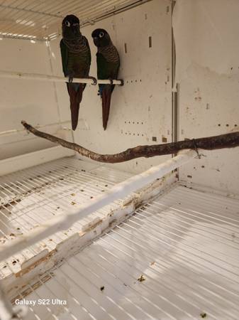 Green Cheek Conures 1