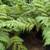 Australian Tree Fern 4 thumbnail