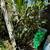 ***** Loquat Tree Plant ***** 2 thumbnail