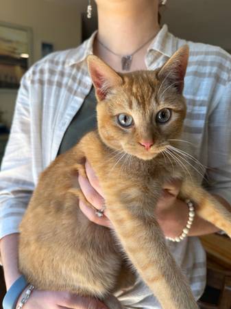 Female Kitten / Cat 6 months 1