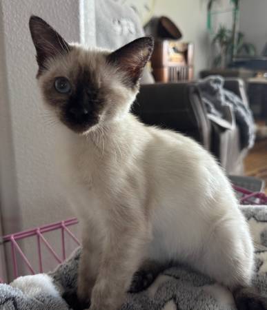 Adorable Kittens already fixed (St George)63945150688514122