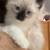 Ragamese Kittens 1 thumbnail