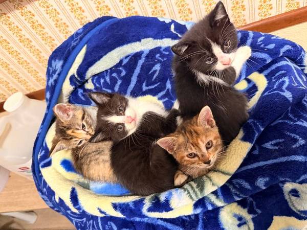 Kittens ready for a forever home