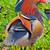 Mandarin ducks exotic wild waterfowl cold hardy! 5 thumbnail