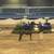 Miniature Horses for sale 2 thumbnail