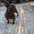 Female Frenchie 1 thumbnail