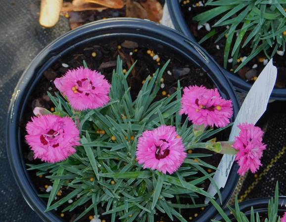 Goody Gumdrops Dianthus Plants 1