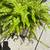 Beautiful Fern 2 thumbnail