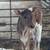 Mini calves 13 thumbnail