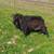 2 Nigerian Dwarf billy goats for sale 12 thumbnail