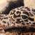 3 geckos 1 thumbnail
