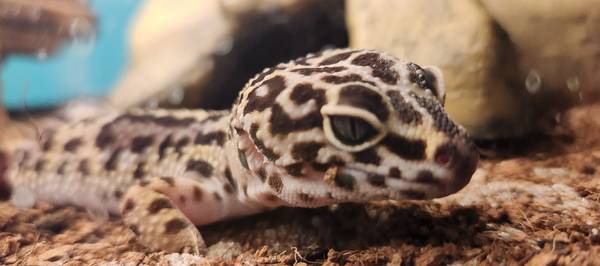 3 geckos 1