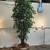 Large 9' tall fake tree 1 thumbnail