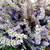 (3) Mature English Lavender in 2 Gal. Pot Bushes Borders Patio 8 thumbnail