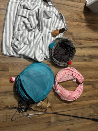 Two loving ferrets 1