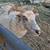 3-Icelandic Ewe Sheep 3 thumbnail