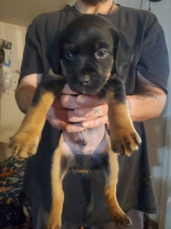 Free puppies 0 hidden fees (hercules, pinole, san pablo, el sob)63909866157442121