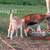 Goats 4 thumbnail