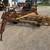 Hay rake 2 thumbnail