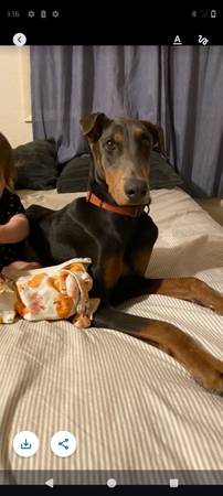 Doberman azul63860183230209121
