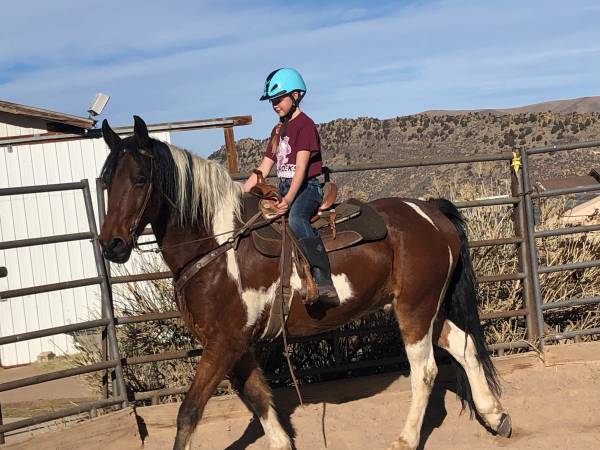 Horse Boarding- Box Stall with Run 1