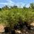 Bamboo Plants 4 thumbnail