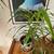 Madagascar Dragon tree 2 thumbnail