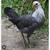 Chickens 4 thumbnail