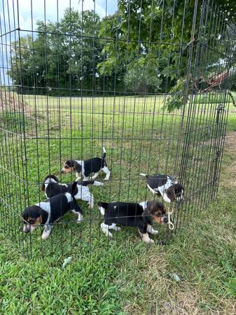 Beagle Puppies (Ozark)63688376554627120