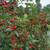 Small  Plum and Vine Cherry trees, mint bushes 1 thumbnail