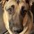German Shepherd 1 thumbnail