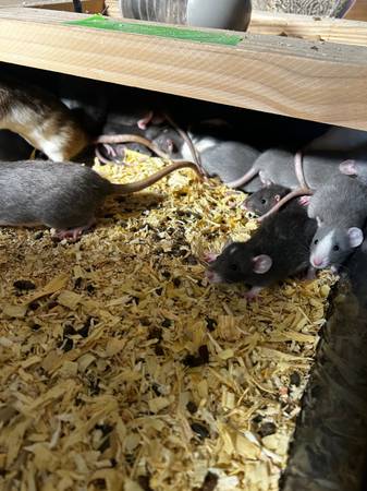 Feeder rats or pet 1