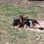 German shepard pups 10 thumbnail