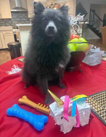 1 yr old blue pom (Slidell)