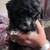 Puppy dog for sale 5 thumbnail