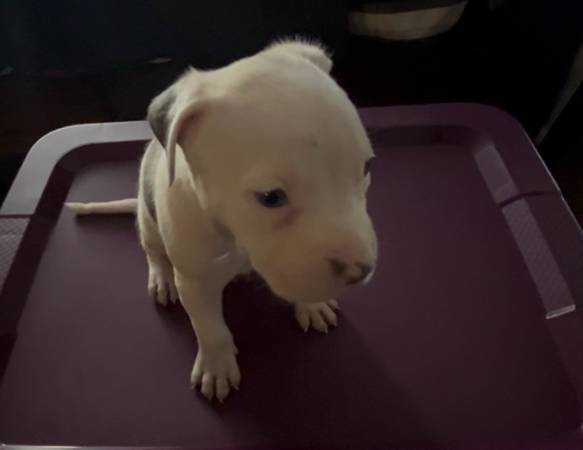 Boy Pit bull up for rehoming with a fee (National City)63819964975491120