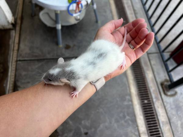 ¡Ratas bebé Dumbo PET! (93292)63873028841987122