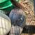 Muscovy ducks and ducklings 17 thumbnail