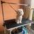 Dog Grooming Services 5 thumbnail