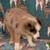 mini Australian Shepherds 3 thumbnail