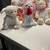 TY Beanie Babies - brand new 10 thumbnail